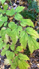 Actaea