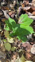 Hydrophyllum canadense