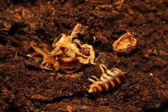 Rudiloria