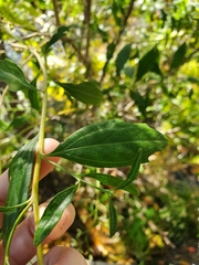 Baccharis halimifolia