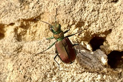 Cicindela limbalis
