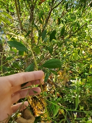 Baccharis halimifolia