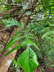 Philodendron pedatum
