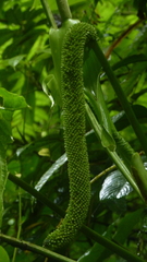 Anthurium caperatum