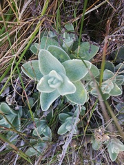 Helichrysum fruticans