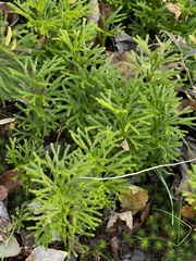 Dendrolycopodium hickeyi