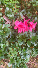 Rhododendron indicum