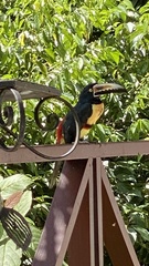 Pteroglossus torquatus