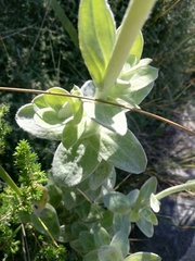 Helichrysum fruticans