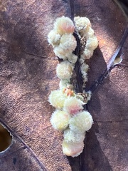 Callirhytis piperoides