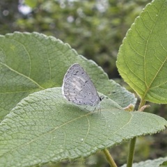 Celastrina echo gozora