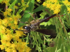 Isodontia auripes