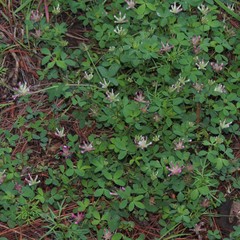 Trifolium pinetorum