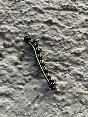 Acronyctodes mexicanaria