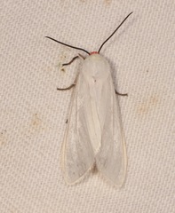 Pygarctia roseicapitis