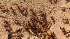 Pogonomyrmex comanche
