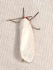 Pygarctia roseicapitis