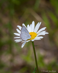 Celastrina