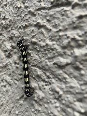 Acronyctodes mexicanaria