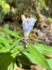 Gentiana villosa