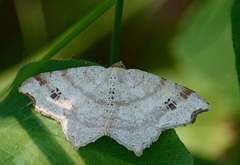 Macaria notata