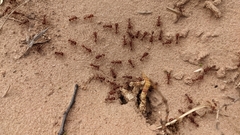 Pogonomyrmex comanche