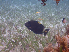 Acanthurus tractus