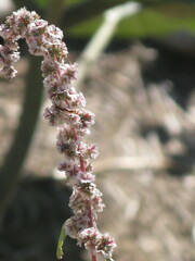 Amaranthus fimbriatus