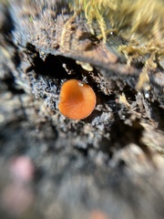Scutellinia