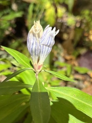 Gentiana villosa