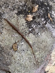 Diapheromera femorata