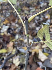 Fraxinus americana