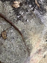 Diapheromera femorata