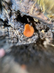 Scutellinia
