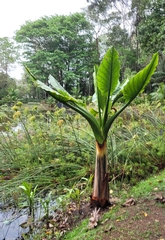 Typhonodorum lindleyanum