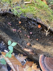 Scutellinia