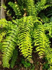 Nephrolepis biserrata