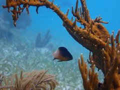 Stegastes partitus