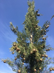 Cupressus sempervirens
