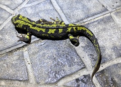 Triturus marmoratus