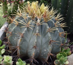 Ferocactus glaucescens