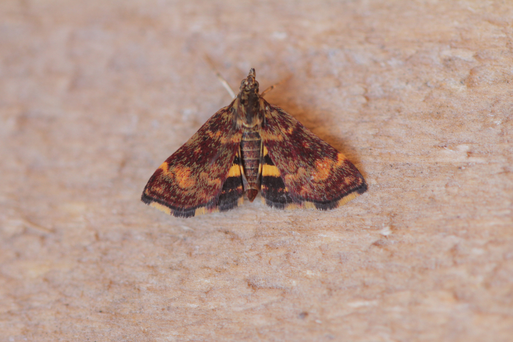 Pyrausta trizonalis
