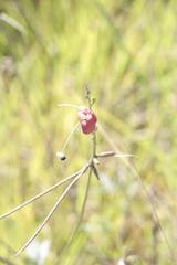 Macroptilium lathyroides