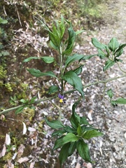 Solanum valdiviense