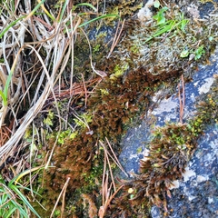 Orthothecium rufescens