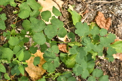 Thalictrum flavum