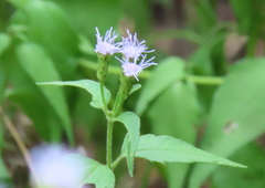 Eupatorieae