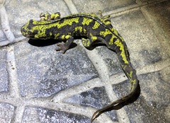 Triturus marmoratus