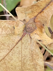 Andricus quercuspetiolicola