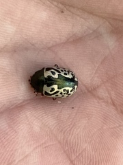 Calligrapha confluens